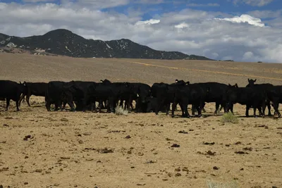 DSC_2280 (Large).JPG